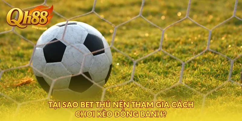 tai-sao-bet-thu-nen-tham-gia-cach-choi-keo-dong-banh